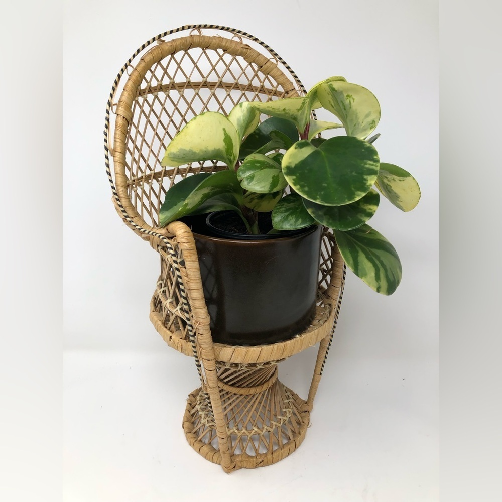 Mini 16” wicker Fan Back Peacock Chair Plant Stand 16 tall midcentury vintage